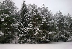 Pasakiškas žiemos veidas