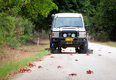 Krabus saugantis „Toyota Land Cruiser“