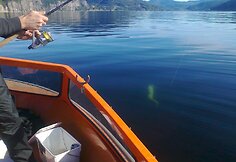 Ramūnas N. Norvegijoje sume&scaron;keriojo 13,6 kg langę (giliavandenę menkę)