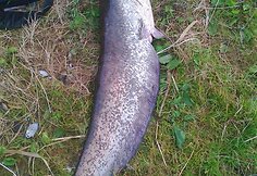 Ramūno N. &scaron;amas svėrė 14 kg