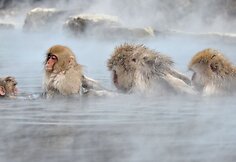 Japonijos makakos, dar vadinamos sniegbeždžionėmis