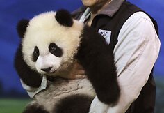 Panda Juan Zai traukia turistus i&scaron; viso pasaulio