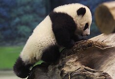 Panda Juan Zai traukia turistus i&scaron; viso pasaulio