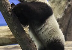 Panda Juan Zai traukia turistus i&scaron; viso pasaulio