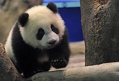 Panda Juan Zai traukia turistus i&scaron; viso pasaulio 2014 m. sausio 04 d. 