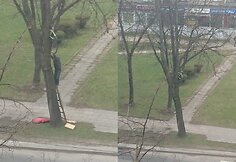 Dviratis medyje Vilniuje, Kalvarijų gatvėje