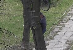 Dviratis medyje Vilniuje, Kalvarijų gatvėje