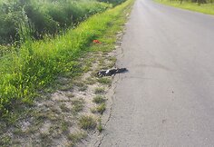 Koks čia gyvūnas?