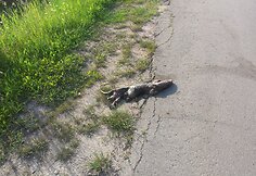 Koks čia gyvūnas?