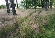 Ėgli&scaron;kių (Andulių) piliakalnis ir jo apylinkės, niokojamos keturračių