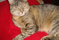 Agutė