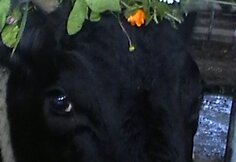 Originaliausia karvutė