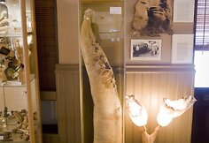 170 cm ilgio ir 70 kg svorio ka&scaron;aloto penis
