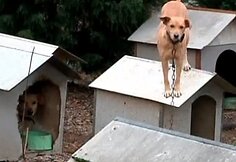&Scaron;uni&scaron;ka favela ir jos gyventojai