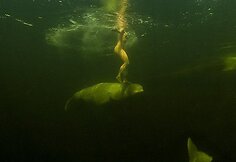 Natalijos Avsejenko pasiplaukiojimas su baltaisiais delfinais