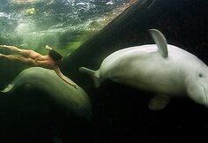 Natalijos Avsejenko pasiplaukiojimas su baltaisiais delfinais