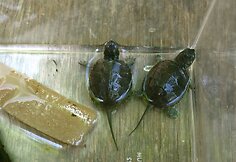 Kauno zoologijos sode i&scaron;siritę baliniai vėžliukai