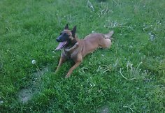 Rudis