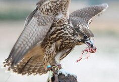 Sakalas kramsnoja pauk&scaron;tuko kojytes.