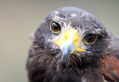 Gilus vanago žvilgsnis