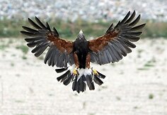 Gracingas pauk&scaron;čio skrydis