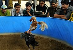 Gaidžių peštynių tradicija paplito Ispanijos kolonizacijos metu Amerikoje.