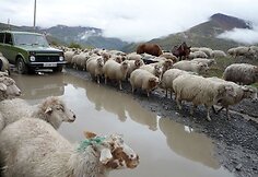 Per kančias į šiltus kraštus avelės keliauja senaisiais migracijos keliais.