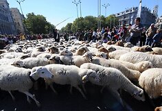 Madrido gyventojai išlydi aveles...