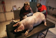 Belgijos konceptuali menininkė Wim Delvoye fermoje įgyvendino savo idėjas
