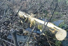 Išgabenant sudaužytą mašiną medžius teko supjaustyti.
