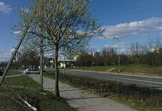 Medžių ir „Audi“ nuolaužos avarijos vietoje traukė praeivių dėmesį.