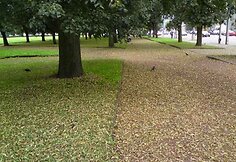 Lukiškių aikštė atrodo kaip rudenį.