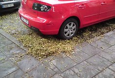 Kiemsargiai nuolat krentančius lapus vos spėja šluoti.