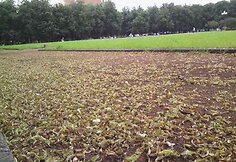 Ryškus kontrastas tarp žaliuojančios žolės ir pageltusių lapų.