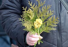 Verbų sekmadienis