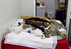 Katės po atliktos sterilizacijos