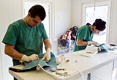 Beglobių gyvūnų sterilizacija