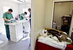 Beglobių gyvūnų sterilizacija