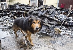 Vilniuje, Kalvarijų gatvėje, gyvenusios Rožės namus sausio 14-ąją prarijo gaisras.