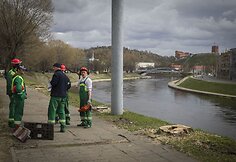Vaizdas iškirtus medžius.
