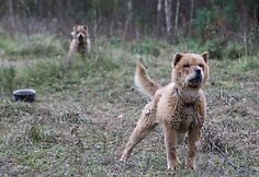 Nelaimingi keturkojai sulaukė žmonių pagalbos.
