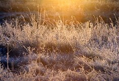 Pageltusią gamtą nelaisvėn ima rytinis šaltukas