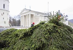 Statoma Kalėdų eglė prie katedros