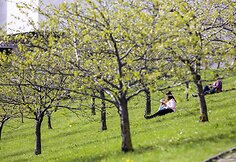Vilniečiai su nekantrumu laukia sakurų žiedų sprogimo