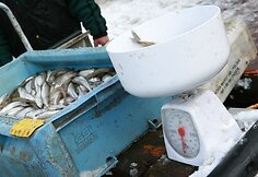 J.Basanavičiaus gatvėje buvo galima įsigyti ir &scaron;viežių stintų.