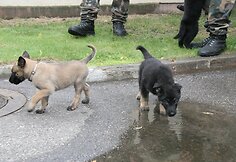 Pasieniečių kinologai su &scaron;uniukais