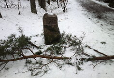 Nulaužti medžiai