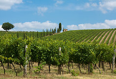 Chianti vynuogynai