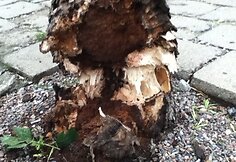 Palangoje, Žvejų gatvėje vėjas užvertė medį ant gyvenamojo namo.
