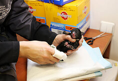 I&scaron;gelbėtus &scaron;uniukus &scaron;iuo metu prižiūri Kauno gyvūnų globos namų &bdquo;Nuaras&ldquo; darbuotojai